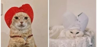 Его Котейшество - в сети нашли самых милых римских пап (3 фото + 6 видео)