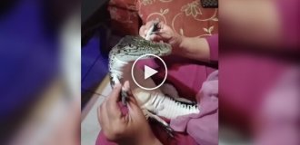 Самый счастливый крокодил в мире
