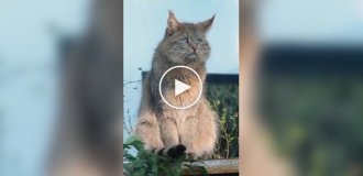 Редкая и загадочная кошка