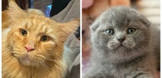 30 фото пушистых щёчек, в которых хочется утонуть (31 фото)