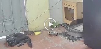 Ловушка для грызунов: как китаец заменил цепного пса котом