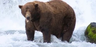 A Clubfoot Bear with a Broken Jaw Has Been Recognized as Alaska's Fattest Bear (3 photos + 1 video)