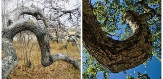 The mystery of the twisted forest: why do trees near the town of Hafford grow as if possessed (14 photos)