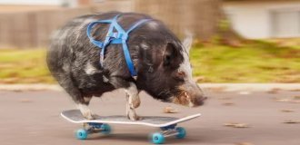 "Тони Хрюк": свинья научилась кататься на скейте и попала в Книгу рекордов Гиннеса (7 фото)