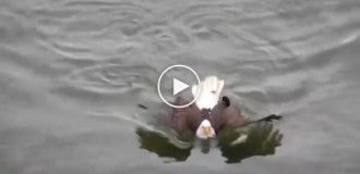 Bald eagle: a good fisherman and swimmer