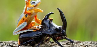 А кому 25 смешнейших лягушат? (27 фото)