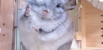 Подборка пушистой радости (6 фото + 5 видео)