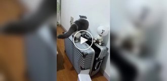 Кошки, которые сами себя загнали в ловушку