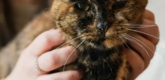 Флосси — самая старая кошка в мире (2 фото + видео)