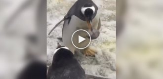 Пингвин показал, что знает толк в отношениях