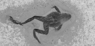 Цікаве про природу (21 фото)