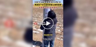 В Китае 7 украденных собак сбежали от похитителей и вернулись к хозяину