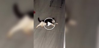 Как меняется звук у котов, когда они видят человека