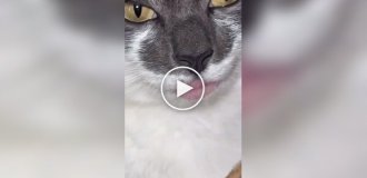 Губы кота с аллергией