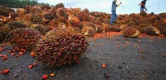 Как пальмовое масло стало причиной безумного нашествия крокодилов (6 фото)