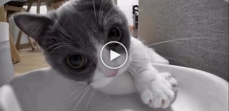 The cat reminded its owner that it was long past lunchtime
