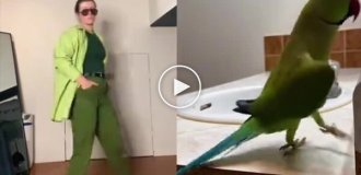 Дівчина майстерно повторила танок папуга