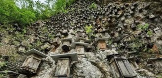 Уникальная стена ульев — единственный заповедник диких пчел в Китае (5 фото)