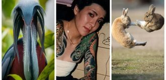 10 невероятных историй, в которые невозможно поверить с первого раза (11 фото)