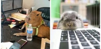 Heroes of our office: how pets make boring computer routine fun (23 photos)