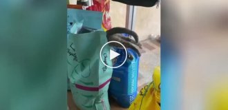 Кот залез в пачку с кормом