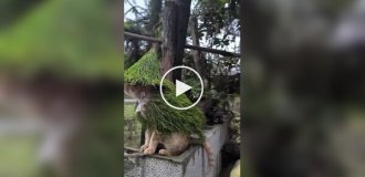 Лесной друид