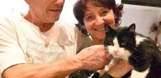 A Cat Got Lost While Vacationing in Spain and Found His Way Home in France (2 photos + 1 video)