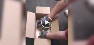 Упаковка для хрупкого, которая формируется на глазах