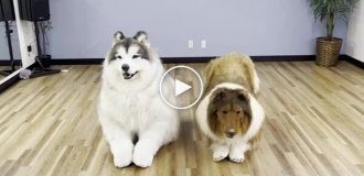 Японец в костюме собаки нашел себе друга