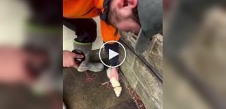 Любимое животное электриков