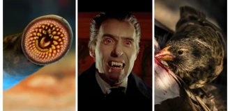 No fangs, but with an appetite: 10 real creatures that really drink blood and can easily make Dracula with one left hand (11 photos)