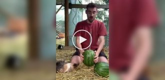 Словно пушистые пираньи: Арбузный пир для морских свинок