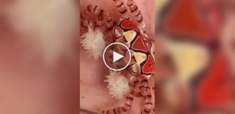 Краб-боксер с живыми помпонами