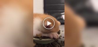 Котенок с головой погрузился в миску с кормом