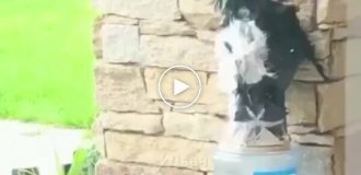 Реакция птиц на самодельную фигурку совы, которая должна была их напугать