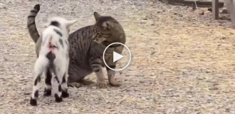 Козленок начал бодать кота, а тот подумал, что его гладят
