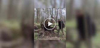 Парень обустроил жилище в упавшем дереве