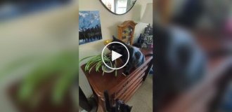 Нашествие домашней саранчи