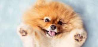 Cuteness of the Day — 30 Photos of Puppies That Will Make Your Day Happier (31 photos)