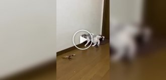 A cat entertains itself