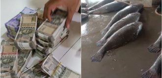 Индийский рыбак сорвал настоящий рыбный джекпот (3 фото)
