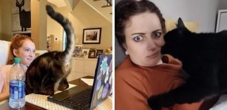 16 impudent cats who have secured the title of the main hooligans of the house (17 photos)