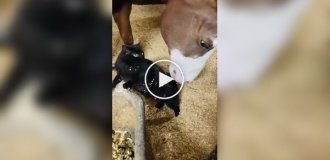 A horse massages a cat