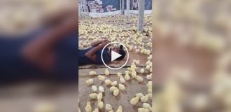Как собрать вокруг себя армию цыплят