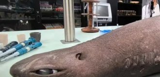 Аніме-акулу виявили в Іспанії - у неї величезні очі (4 фото)