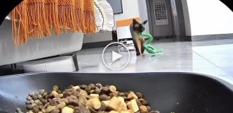 A cat tried to feed a toy snake