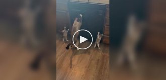 Кошка учит котят точить когти