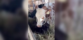 «Официант, в моем салате кот»: корова выгнала отдыхающего кота из сена