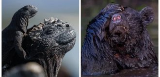 20 ситуаций, в которых мать-природа забыла выключить режим комедии (21 фото)