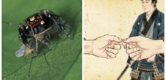 8 Facts That Will Make the World a More Interesting Place (9 photos)